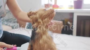 女人在刷牙。 狗搞笑视频。 女孩梳一个小毛狗宠物护理。女人用生活方式梳梳子